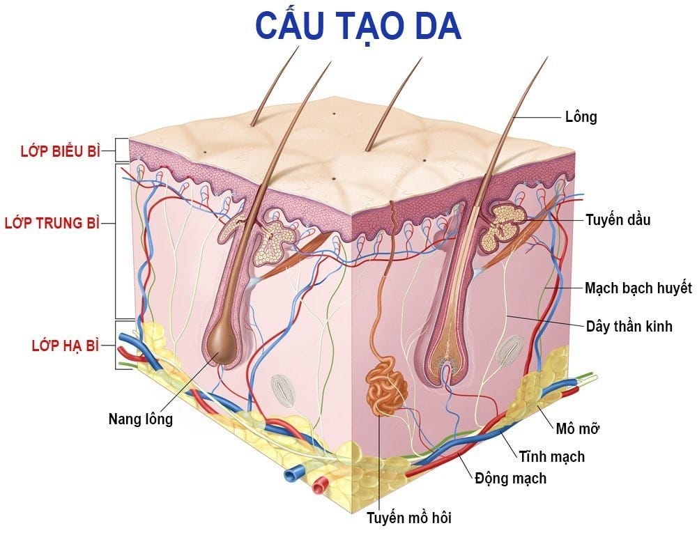 Cấu trúc da